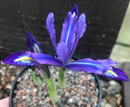 Iris histrioides var sophenensis